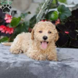 Chief, Bich-Poo Puppy